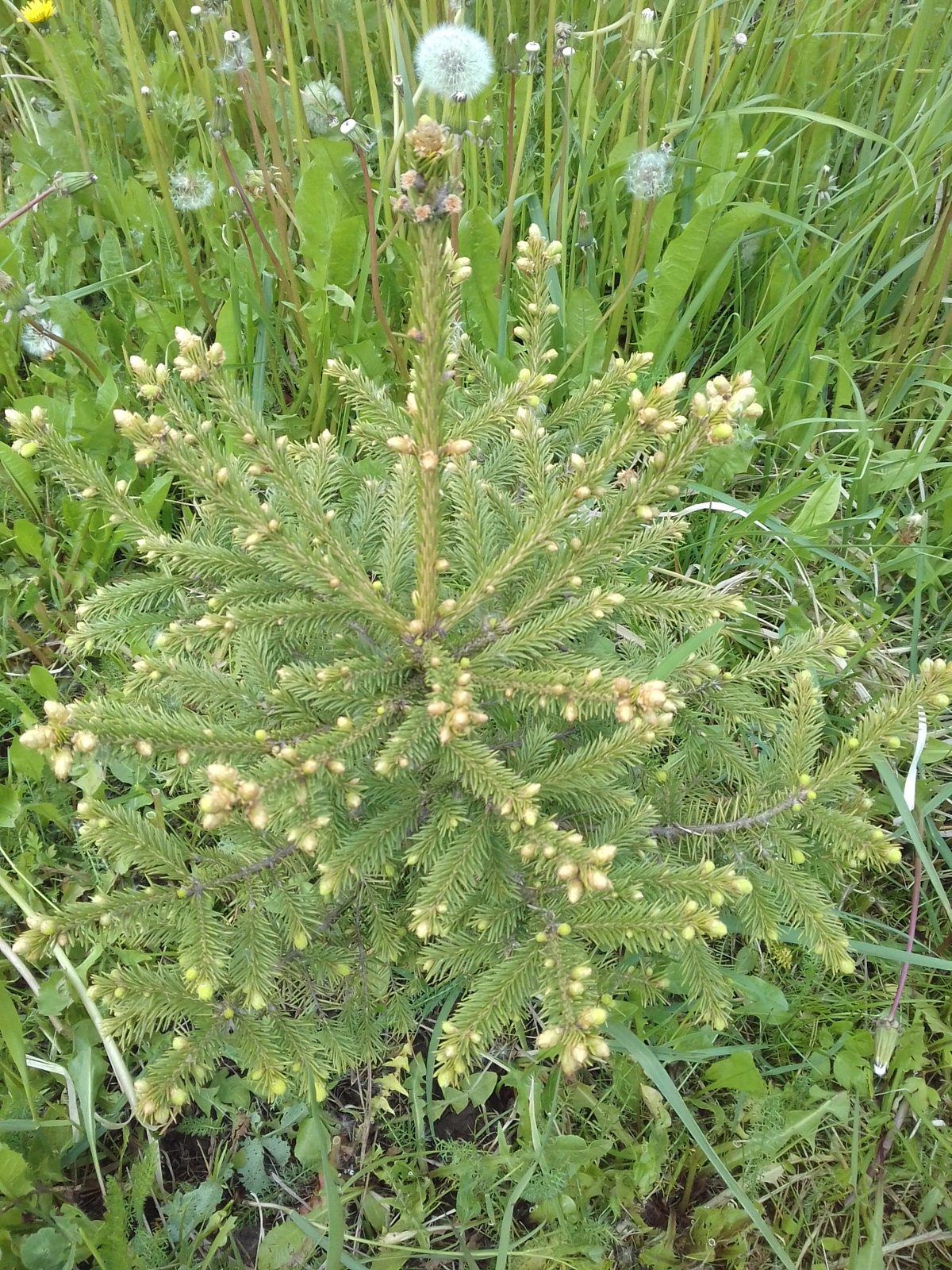 20170603_125944