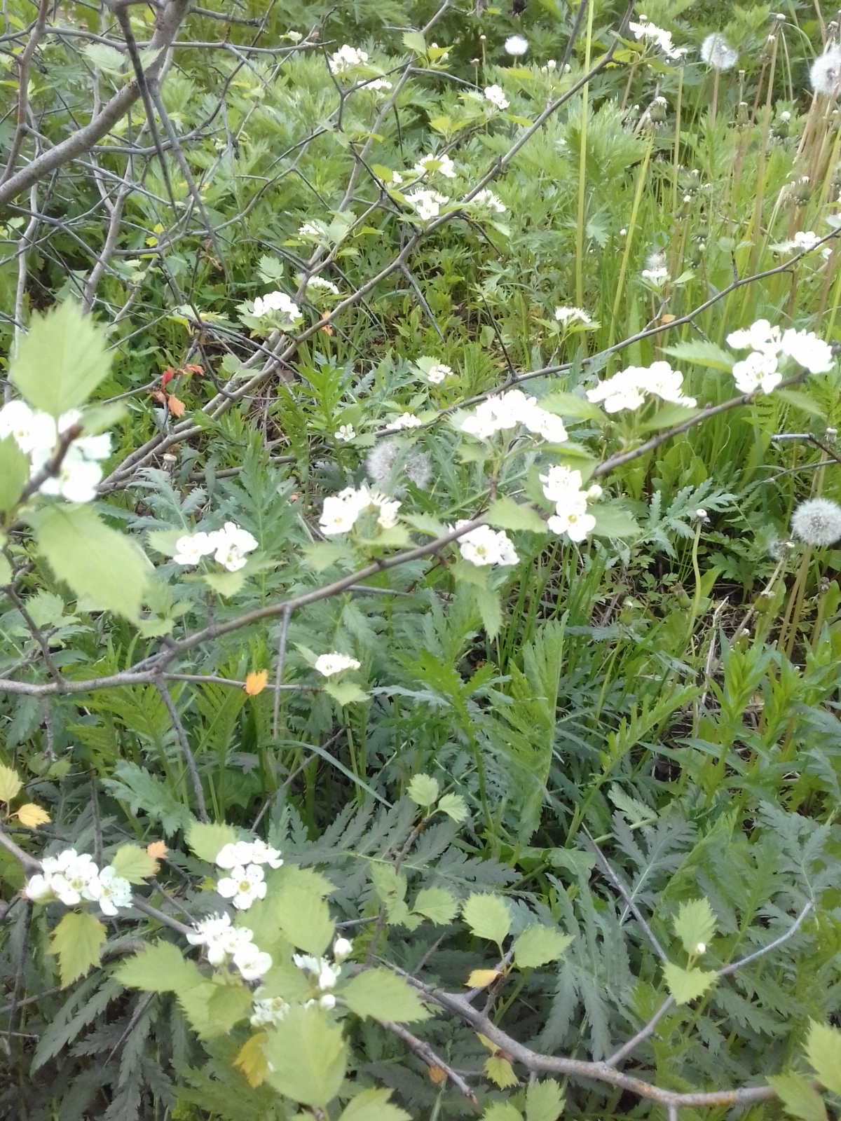 20170603_130338