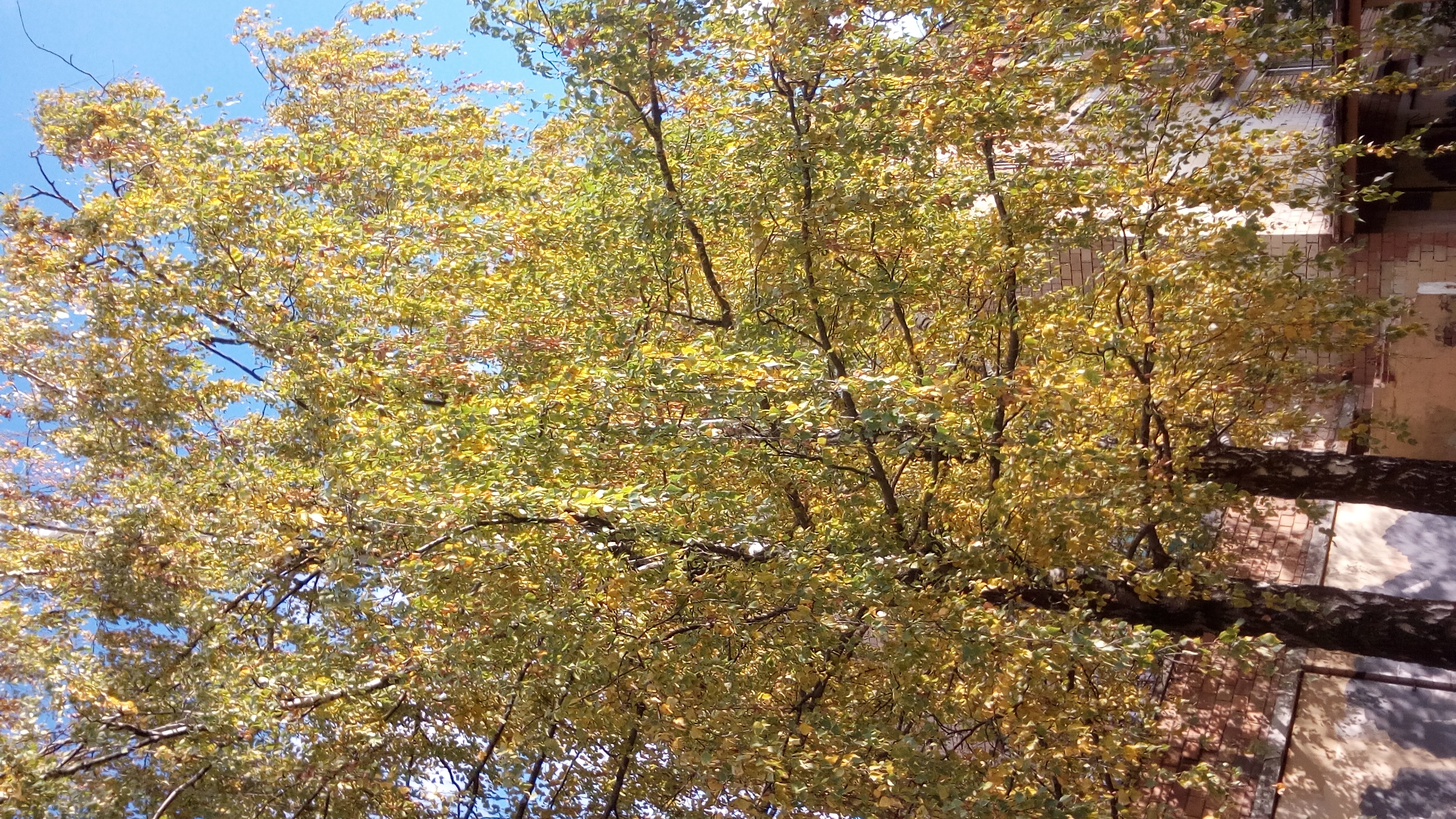IMG_20171008_144911