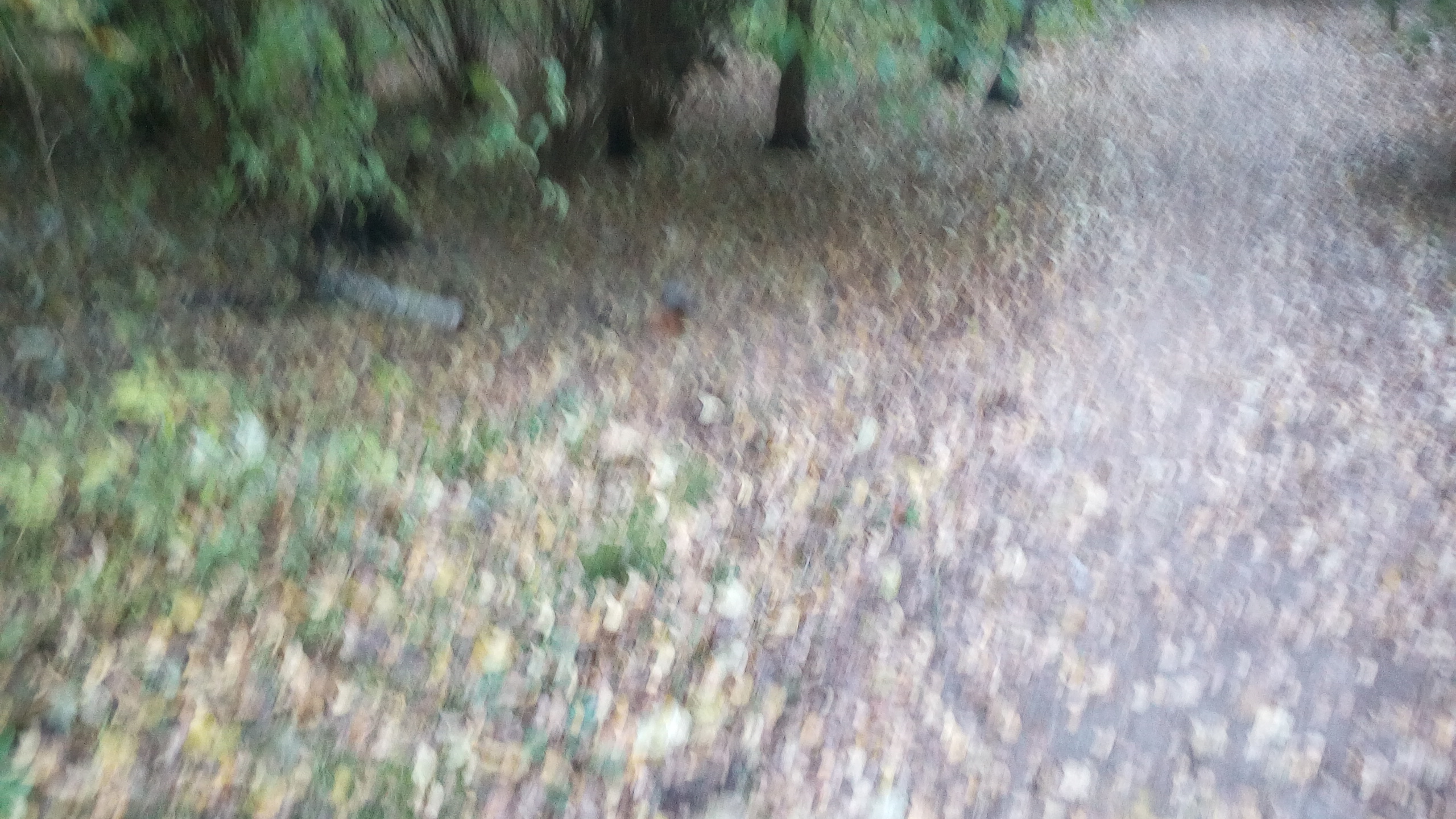 IMG_20171008_161739