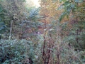 IMG_20171008_154357