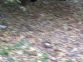 IMG_20171008_161748