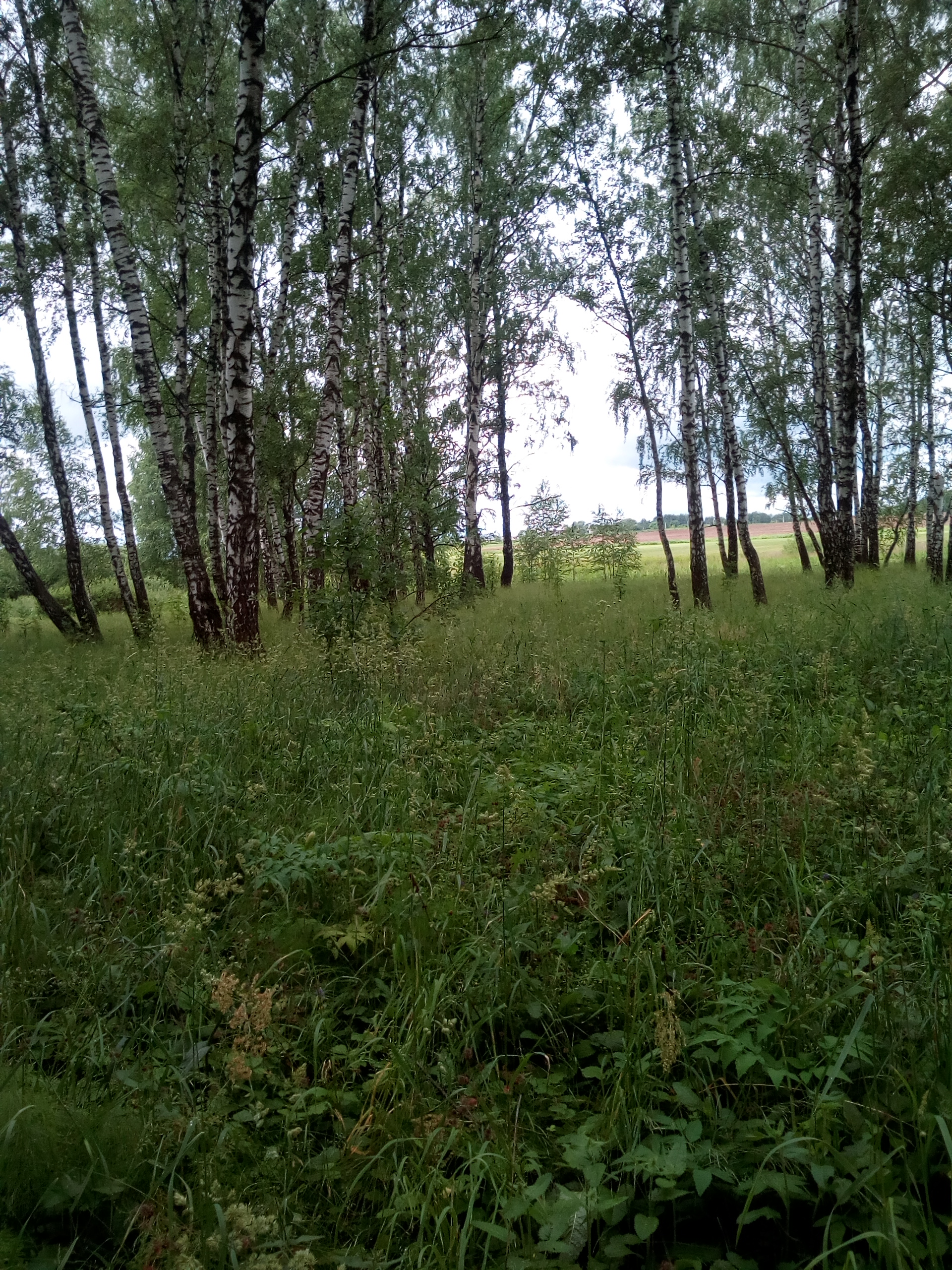 IMG_20170703_112954
