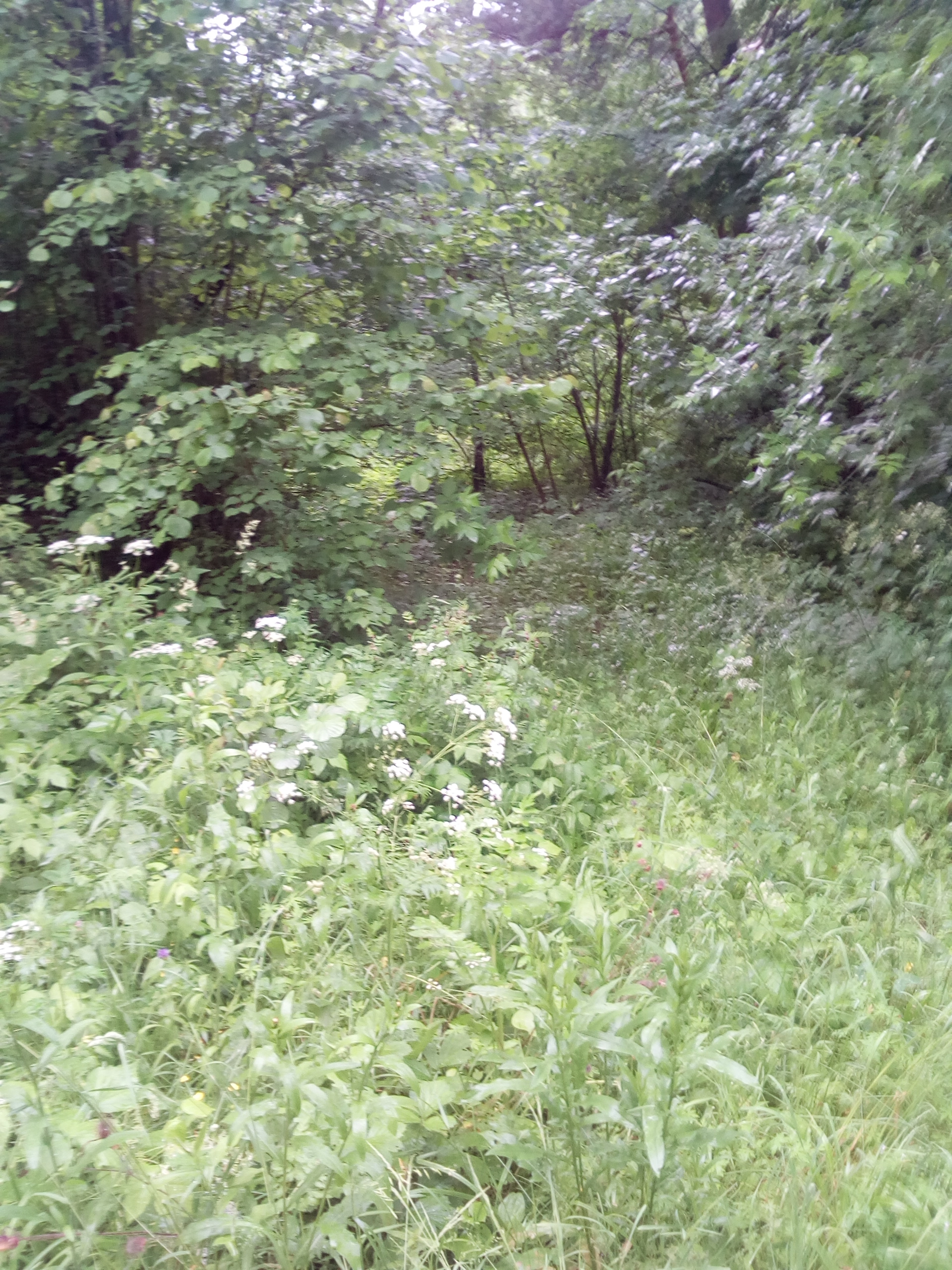 IMG_20170703_130340