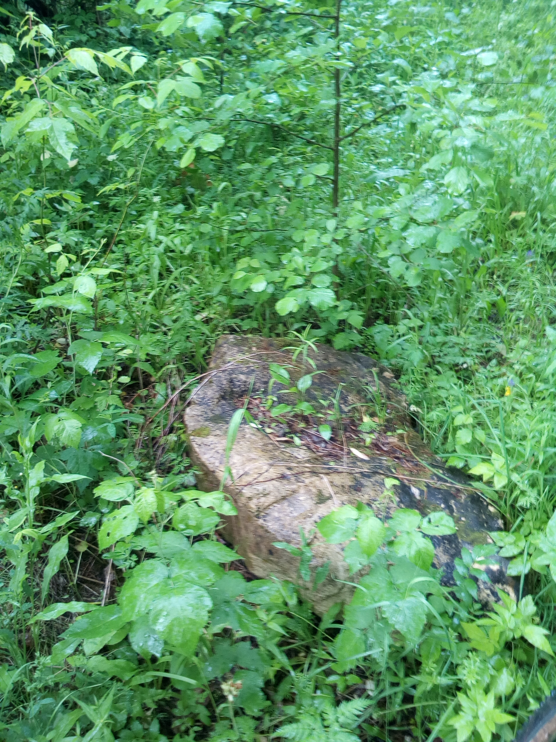 IMG_20170703_130608