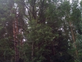 IMG_20170703_111928