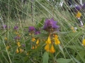 IMG_20170703_151859