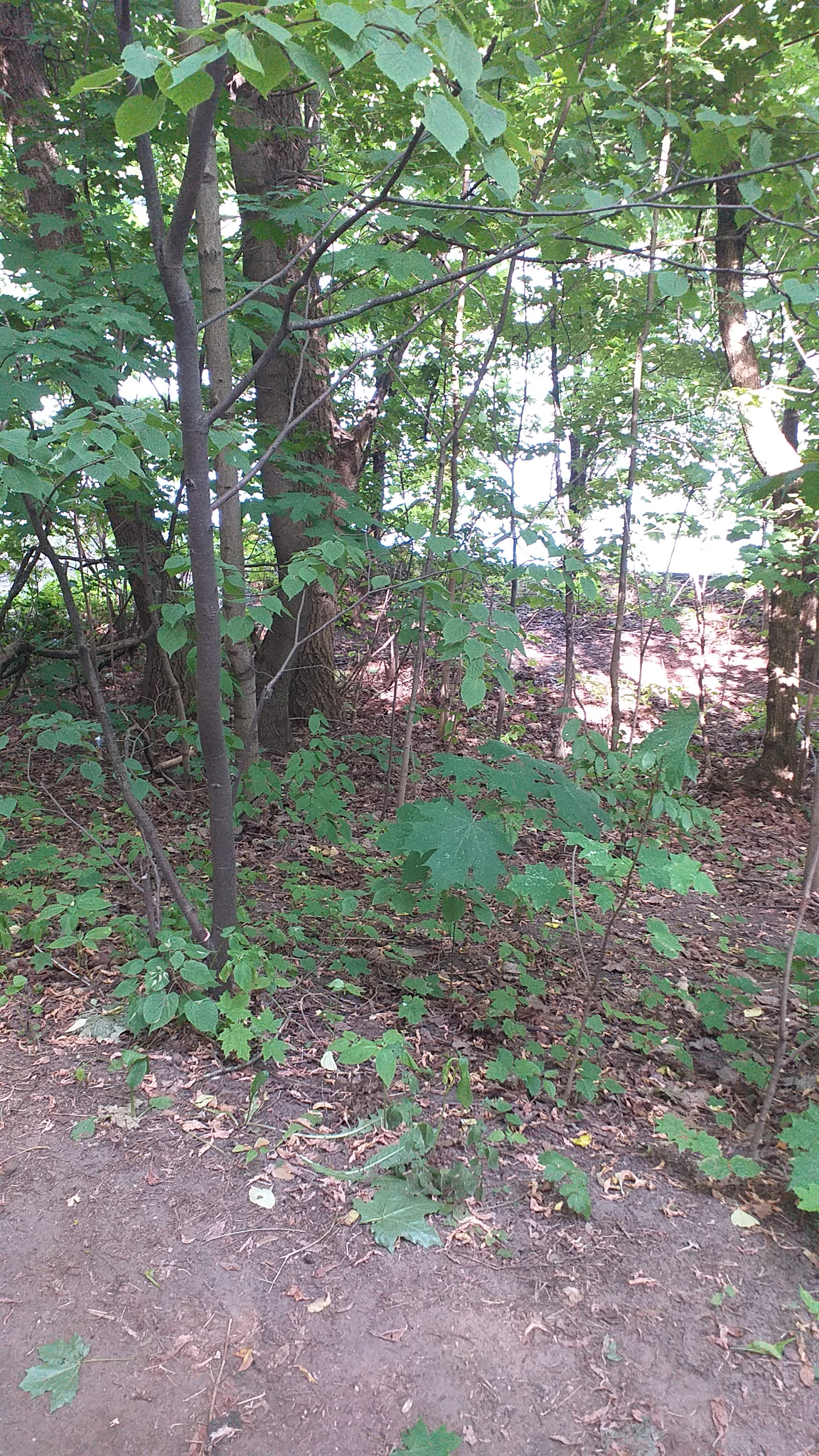 IMG-20230625-WA0004