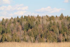 IMG_3979