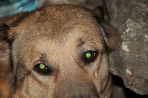 IMG_4157