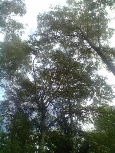 08072016681