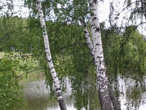IMG_20160706_110545