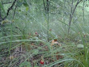 IMG_20160706_111455