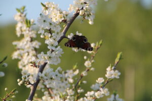 IMG_5615