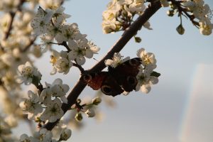 IMG_5616
