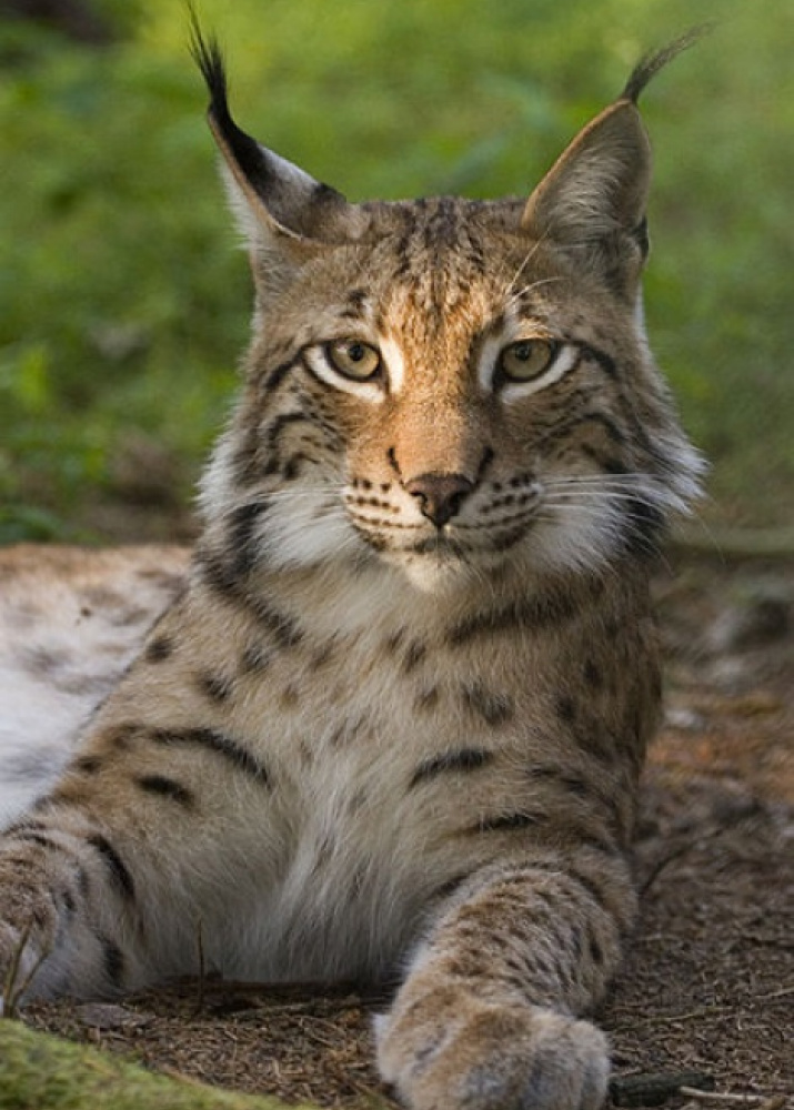 About the lynx | Russian Geographical Society