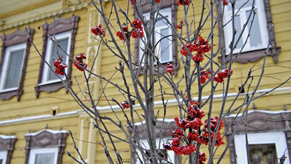 Ягоды рябины в центре Томска украшают зимние улицы города
