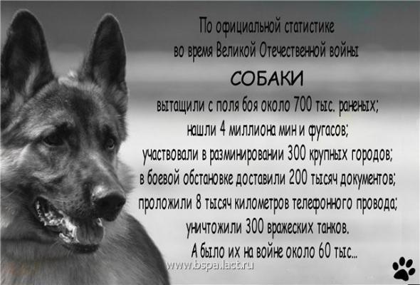 Бой советских пограничников и их собак с фашистами
